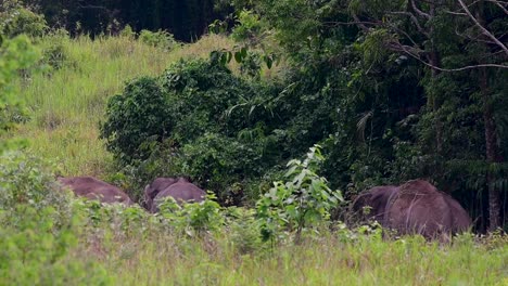 Los-Elefantes-Asiáticos-Son-Especies-En-Peligro-De-Extinción-Y-También-Son-Residentes-De-Tailandia