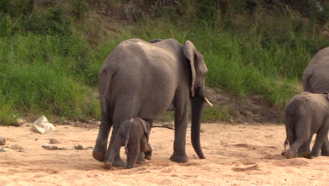 A-tiny-calf-following-its-mother-as-she-walks-with-the-rest-of-the-breeding-herd-in-South-Africa