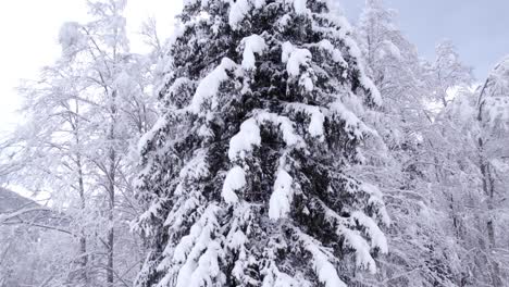 raising up a snow covered spruce tree in swiss alps