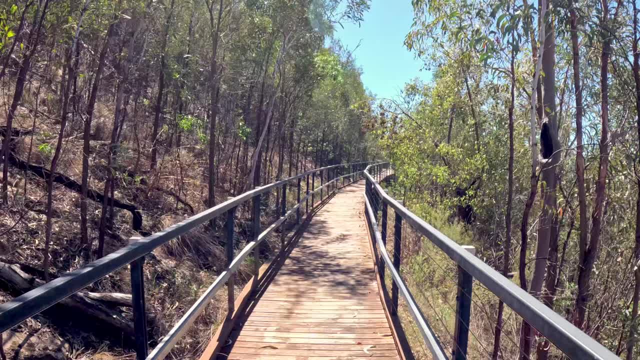 Recorrido por un sendero boscoso sereno