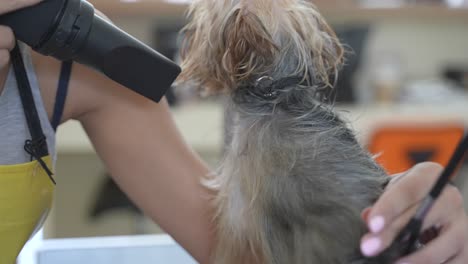 female groomer drying dog's hair after washing in salon