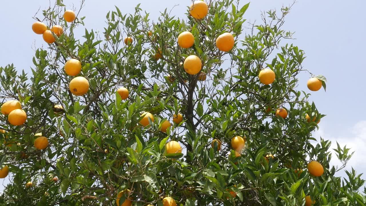 oranger rempli d’oranges