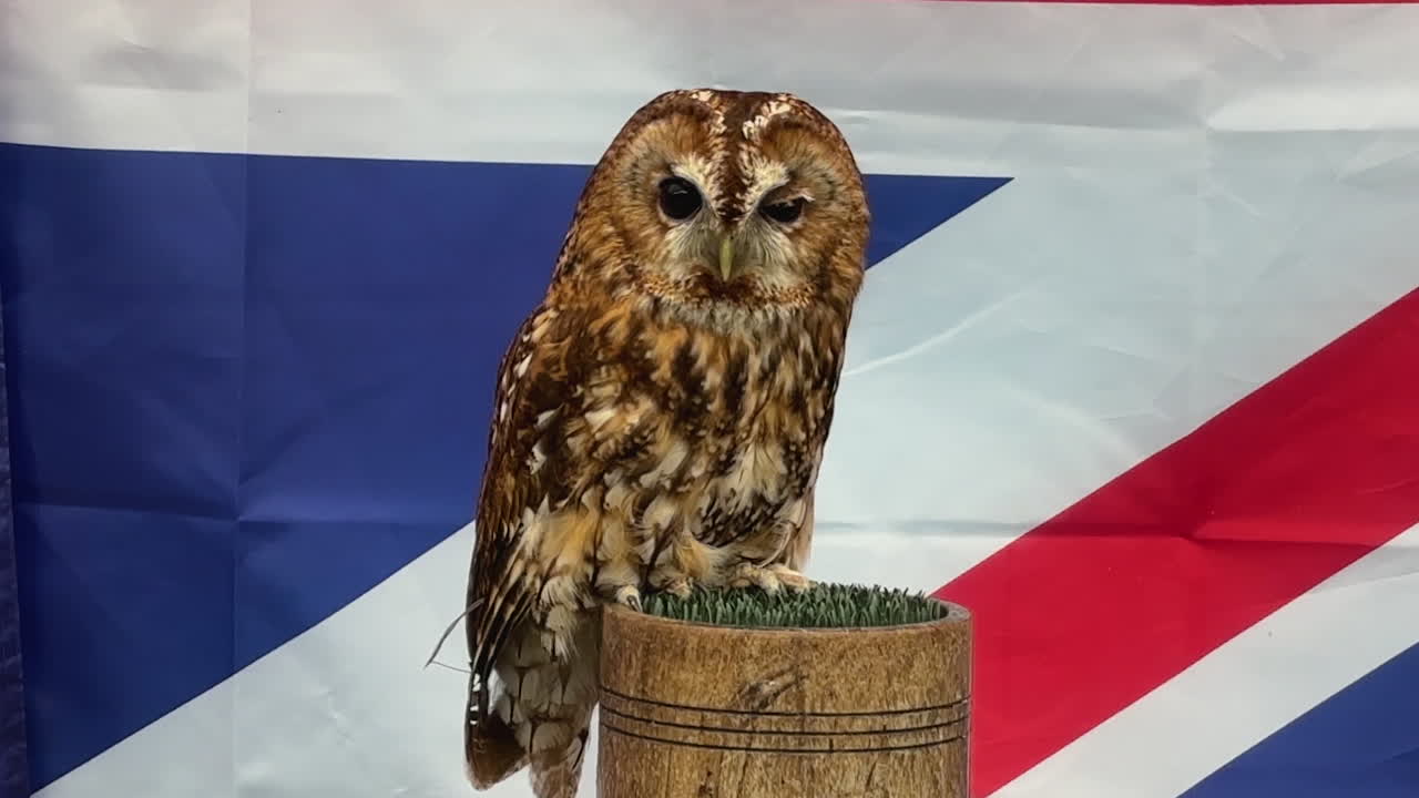 Detailed close-up of a tawny owl perched on a log, set against the iconic Union Jack flag backdrop. The scene features crisp lighting highlighting the owl's plumage