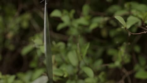 Wind-chime-spinning-in-a-garden