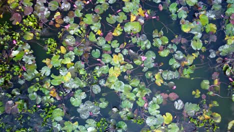 wild water lilies bloom and rounded green leaves in freshwater pond, west bengal region, closeup, aerial view