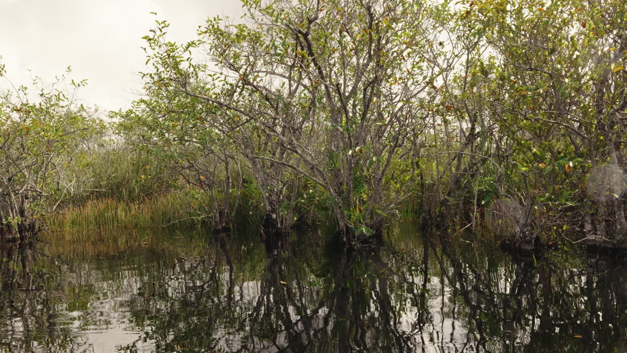 Swampy Forest Reflection