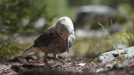 stunning close up slow motion macro shot of a small bird standing on a small dirt path and trying to find some seeds or bugs to eat on a warm sunny summer day in the utah uinta national forest