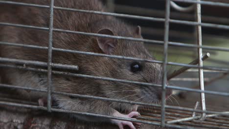 a closeup of an adult brown rat, rattus norvegicus, caught in a live trap cage