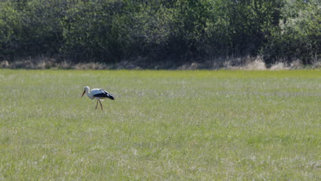 wide shot of stork looking for food on a meadow in summer