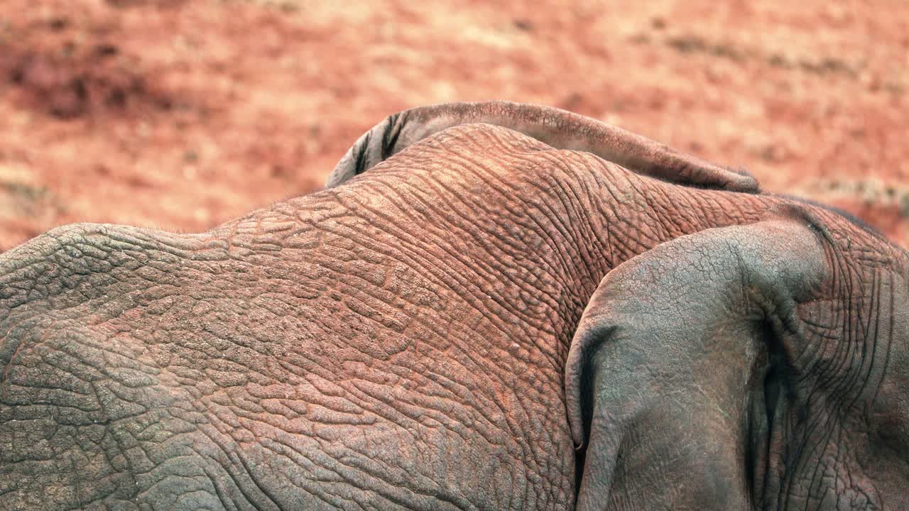 Rough Texture Of An African Bush Elephant's Skin