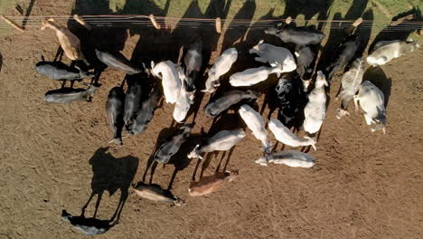 Livestock-in-confinement,-oxen,-cows,-aerial-view-in-cloudy-day