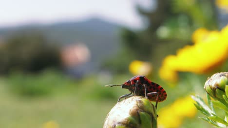 close up: black and red beetle slowly climbs up flower bud to the top, shallow depth of field