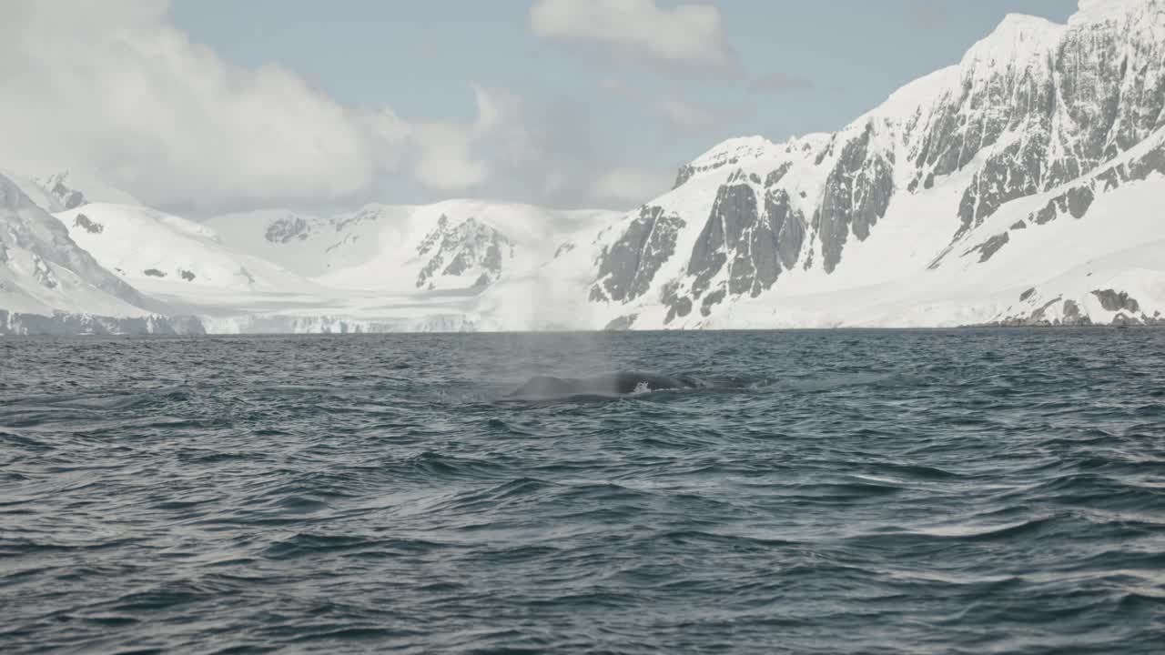 Slow motions of Humpback whales surfacing blowing air and diving in Antarctica with icy mountains and glaciers in the background