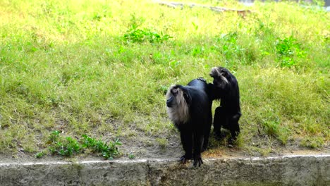 Tier-Und-Tierwelt-Bezieht-Sich-Traditionell-Auf-Nicht-Domestizierte-Tierarten-3