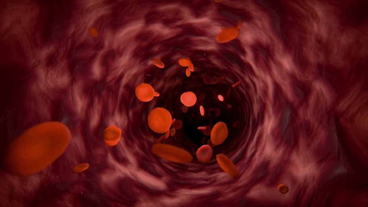 circulación de eritrocitos por los vasos sanguíneos