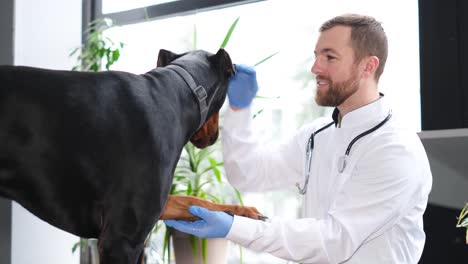 veterinarian examining a doberman