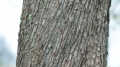 maple bark texture vertical slow panning lifting view