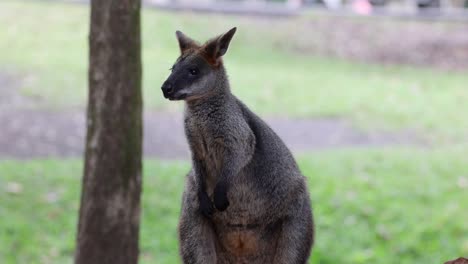 a wallaby stands and looks around