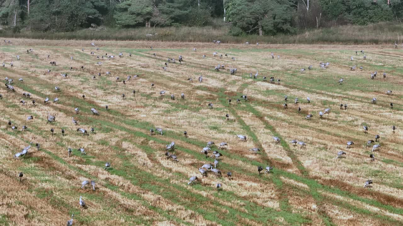 수백 마리의 일반 크레인 (그루스 그루스) 이 남쪽으로 이동하기 전에 수확 된 에 있습니다.