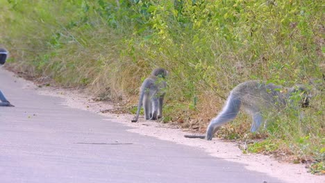 dos monos vervet se alimentan y exploran cerca de la carretera rodeados de hierba y vegetación en el parque nacional kruger, sudáfrica