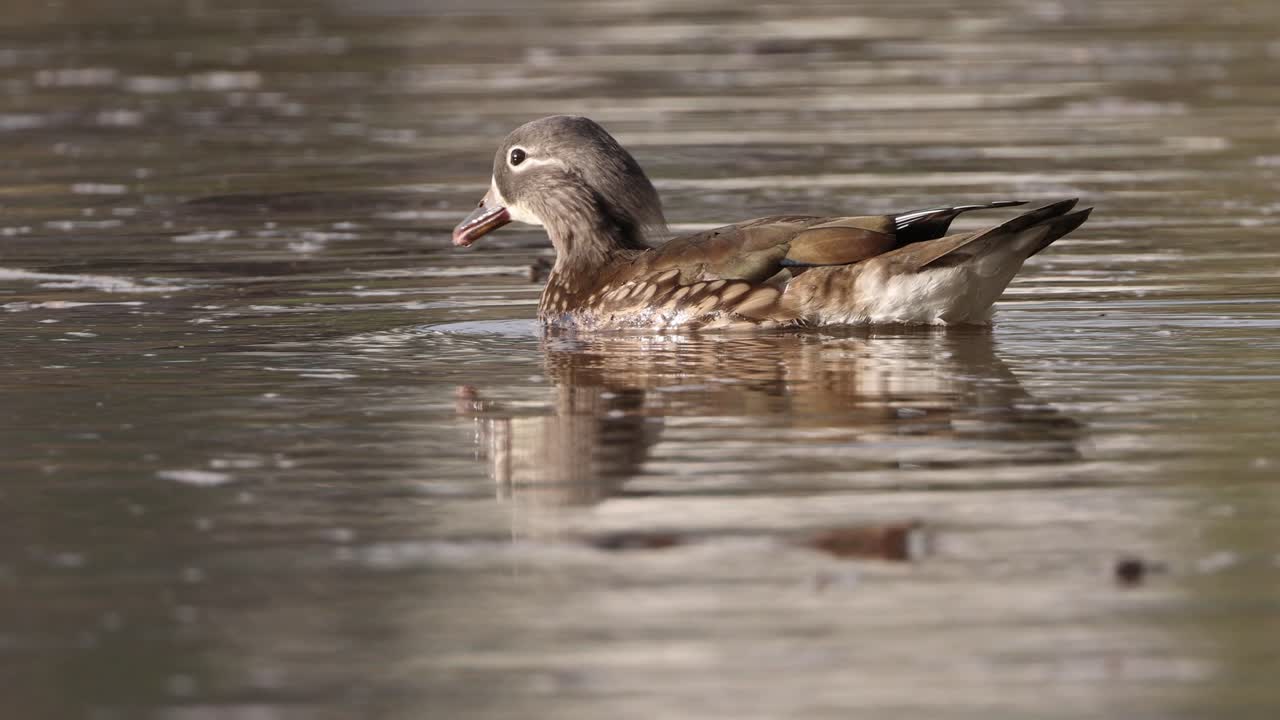 Anatre mandarine femmine su una pianura alluvionale di un fiume