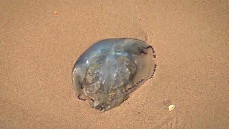 close-up of a dead blue jellyfish lying on the beach in vlissingen, netherlands – stranded marine life on the shore