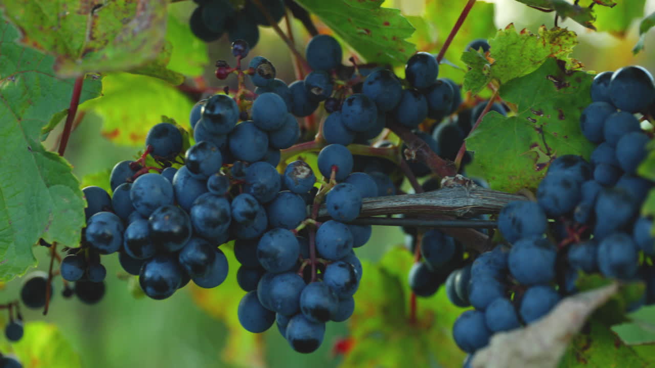 racimos de uva madura de la granja durante el efecto de deslizamiento de la puesta de sol con pomelo moviéndose con viento fuerte antes de la cosecha y la preparación del vino en el área de moravia del sur capturada en 4k 60fps