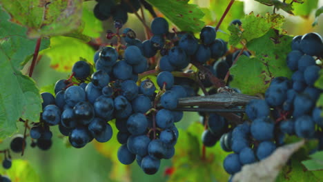 racimos de uva madura de la granja durante el efecto de deslizamiento de la puesta de sol con pomelo moviéndose con viento fuerte antes de la cosecha y la preparación del vino en el área de moravia del sur capturada en 4k 60fps