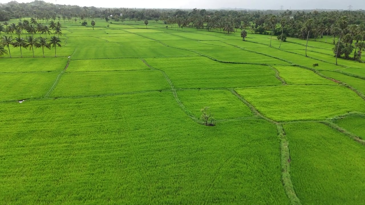 Strada panoramica attraverso risaie a Kollengode, Palakkad, Kerala – Il Paese di Dio.