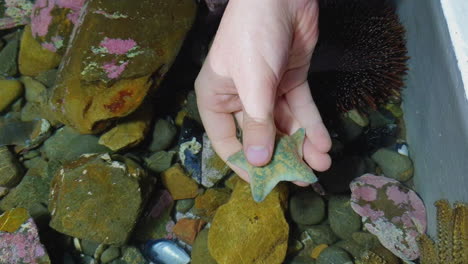 a grey and golden cushion starfish is picked up in a touch tank by a child’s hand