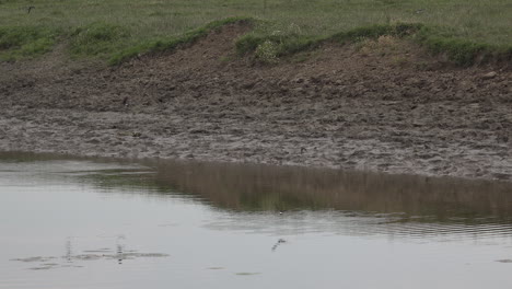 Flock-of-swallow-birds-at-the-river-feeding-on-mosquitoes