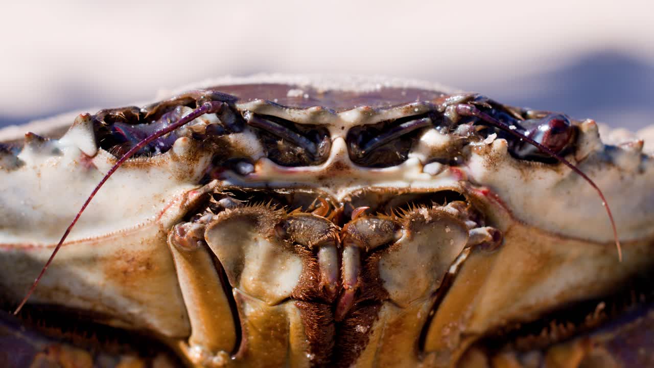 Extreme close-up of a mud crab’s face with detailed focus on eyes, mouthparts, and antennae, captured in natural daylight with shallow depth of field