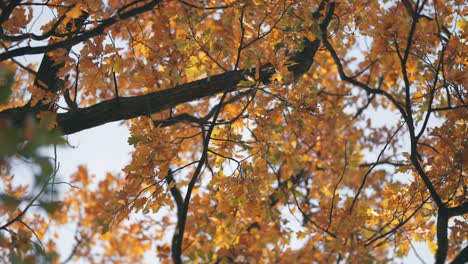bright autumn leaves on the tangled branches in the crown of the old oak tree