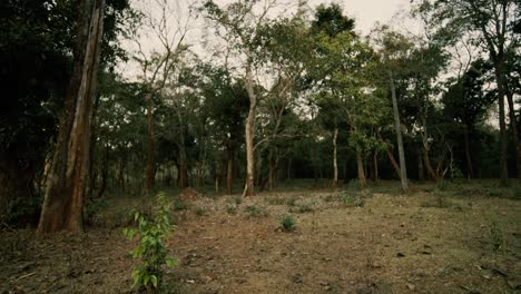 Tropical-forest-with-tall-trees-in-India