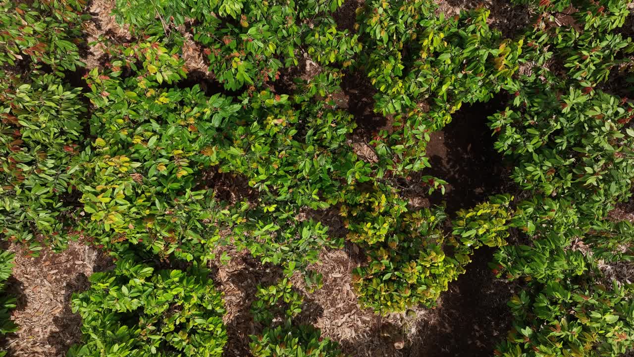 vista aérea de las aves de los árboles de cacao tropicales en maui
