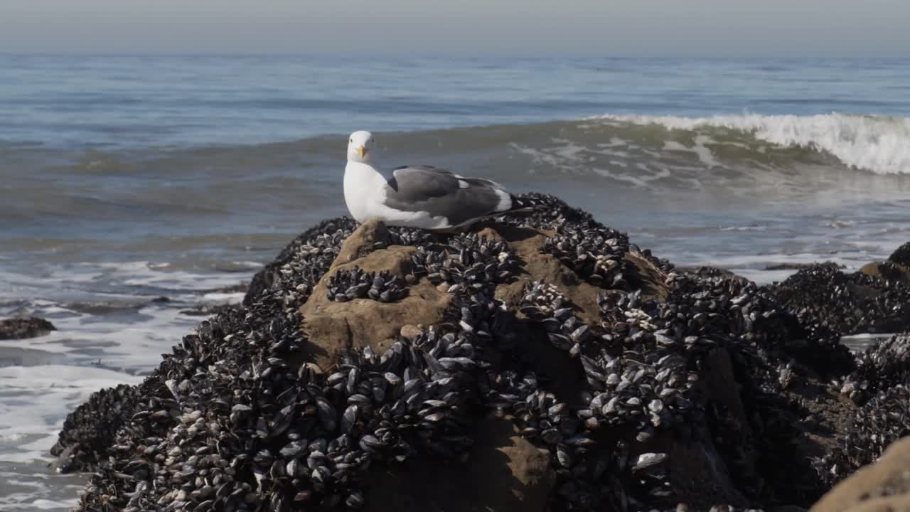 la gaviota occidental, larus occidentalis, se sienta en una roca cubierta de mejillones cerca del océano pacífico.