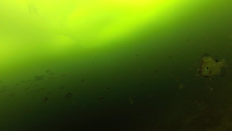 huge group of fish under green river water. - slow motion