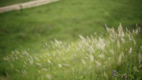 green grassland, path and wood. summer nature landscape, green hills covered with grass