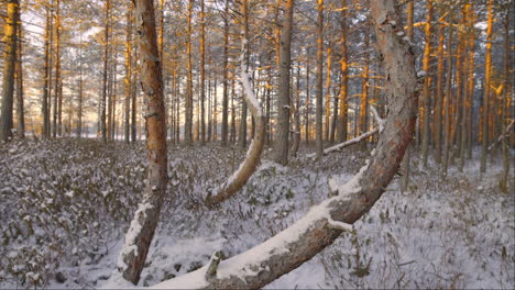 Wintry-scenery-of-King-pine-forest,-golden-sunset-light-in-Nõva,-cold-season-in-Estonia