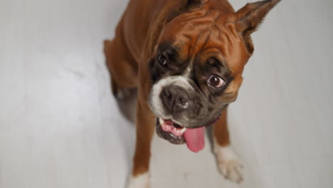 adorable domestic dog sticks tongue out looking to sides