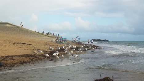 flock of birds at the seashore of mount's bay in the town of marazion, cornwall, uk