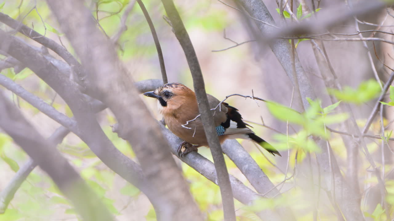 el jay eurasiático posado en un árbol