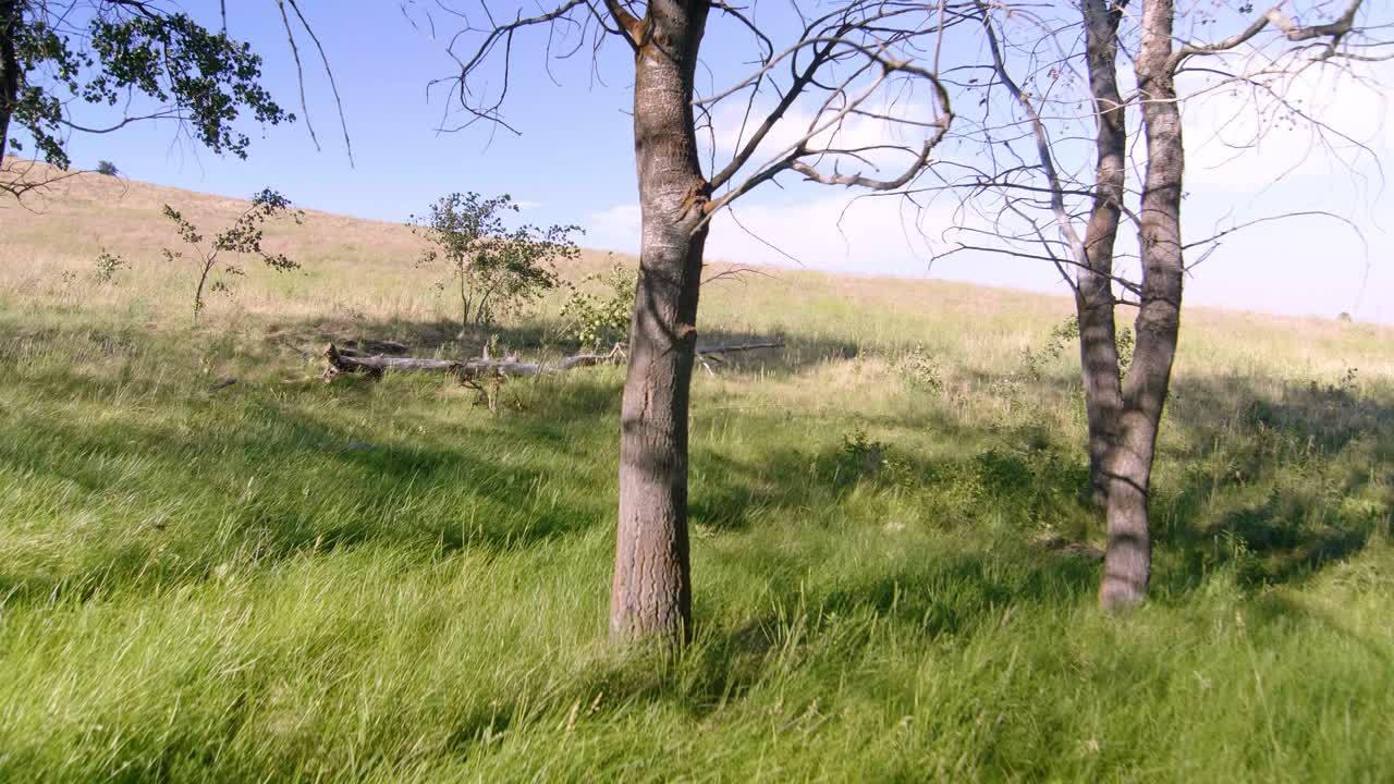 쓰러진 나무를 드러내는 숲의 나무 줄기 근처를 지나가는 샷의 돌리