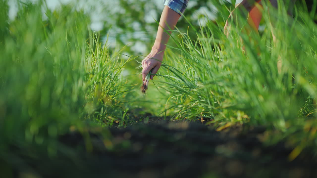 한 여성이 정원 유기농 제품 개념 4k 비디오에서 녹색 양파를 찢고 있습니다.