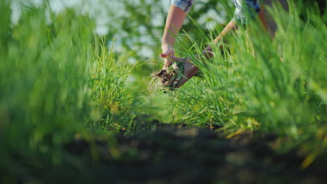 Eine-Frau-Zerreißt-Frühlingszwiebeln-In-Einem-Bio-Produktkonzept-Im-Garten-4k-Video