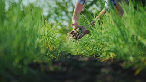 una mujer está arrancando cebollas verdes en un video de concepto de productos orgánicos de jardín 4k
