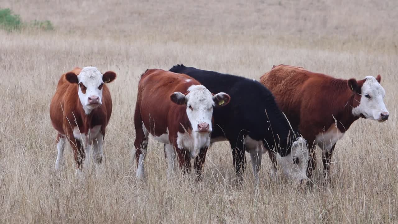 A small herd of Cattle standing in a brown meadow in mid Summer. Staffordshire. UK