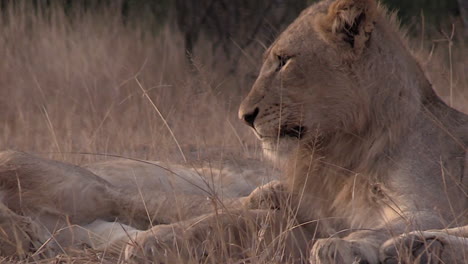 close zoom out on a young male lion in greater kruger national park