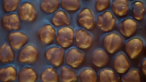 close up of a chocolate bar with hazelnuts