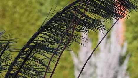 pine branch decoration outside with blurred green background during christmas winter season